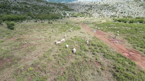 7Z DJI 0294 Stock Footage 248086021