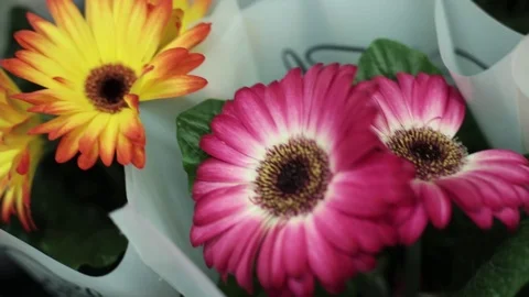 7Z MVI 0139 2 Stock Footage 105683408