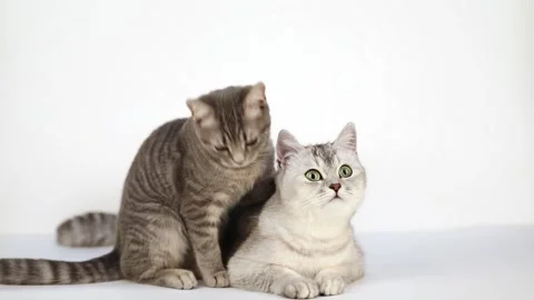 8 00555701 Video stock 172586045