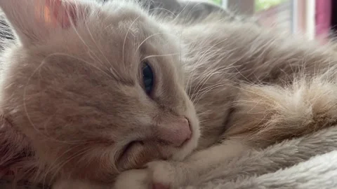 A 8-9 week old kitten inhaling and exhaling breath as they sleep 動画素材 158059870