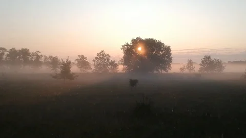8 Dawn flight over the meadows in the dew and fog. The rays of the sun make Video stock 123402867
