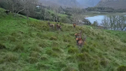 8 Deer Grazing Stock Footage 253996991