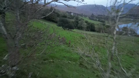 8 Deer running through feild Stock Footage 253996992