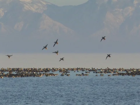 8 Ducks Fly in and Land in a large flock of  Northern Shovelers Stock Footage 124976828