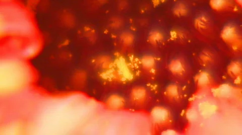 8 - Flowers Stock Footage 105416