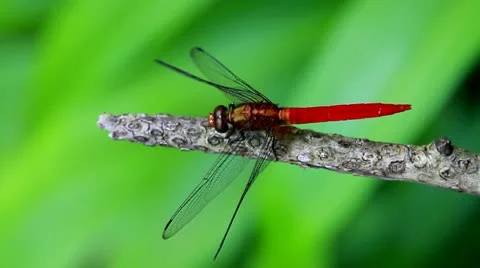 8 Stock Footage 10833300