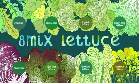 8-mix lettuce Stock Illustration