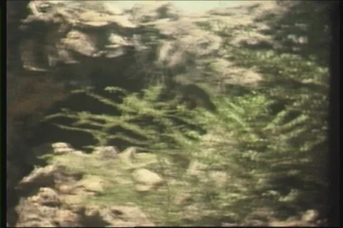 8 mm - hidden cave Video stock 546587