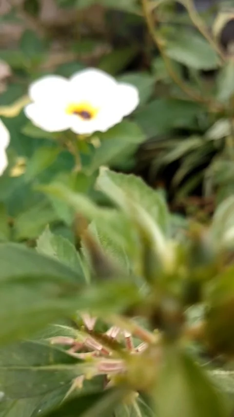 8 o'clock flower Stock Footage 326189594