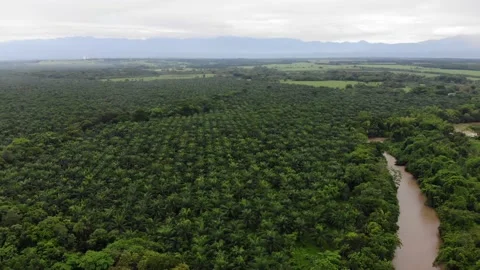 8 PLAMAS Stock Footage 136203839