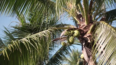 8 shots with coconut trees with sunlight and a bright sky. Stock Footage 259454690