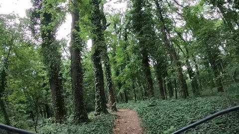 8 sunny forest Stock Footage 308663249