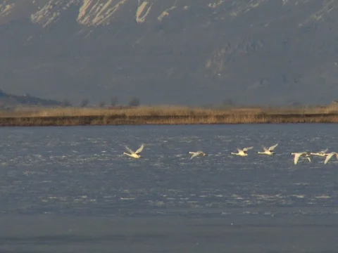 8 Tundra Swans Flying to the Left with a Dark Mountain Background, w audio Stock Footage 124702084