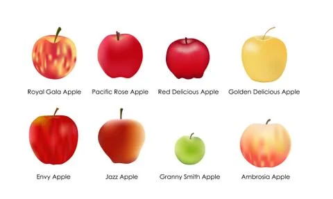 8 Types of Apples Vector Illustration Stock Illustration