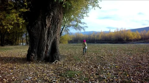 8 very thick tree trunk, autumn, yellow leaves Stock Footage 267419762