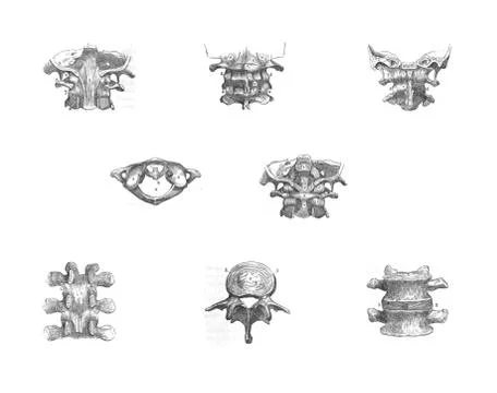 8 views of the spinal vertebrae.. Stock Illustration