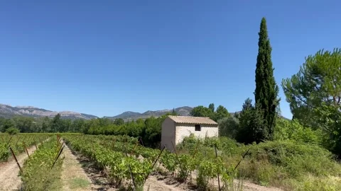 8 vineyard vines mountains blue sky movement Stock Footage 250248085