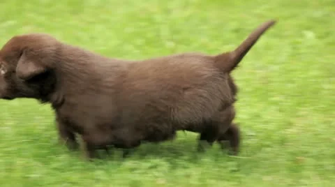 8 week old labrador puppy Vidéo 11240373