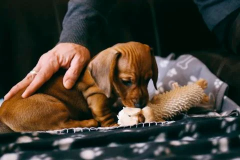 8 weeks old smooth brown dachshund puppy playing with a soft toy on a black b Stock Photos