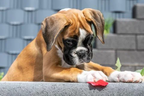 8 weeks young purebred golden puppy german boxer dog Stock Photos