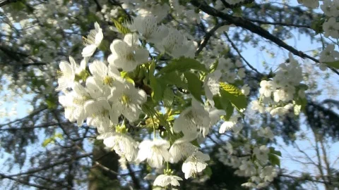 8-white flowering 库存影片 126630256