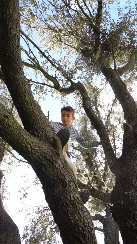 8 year old boy climbing a tree Stock Footage 276484180