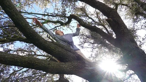 8 year old boy climbing a tree in nature Stock Footage 276484205
