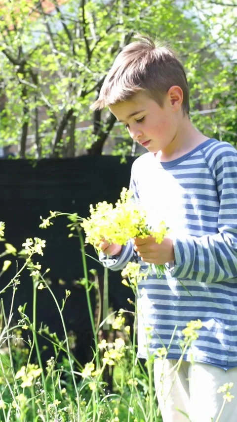 8 year old Caucasian boy picking yellow wildflowers from a garden in spring Stock Footage 273786245