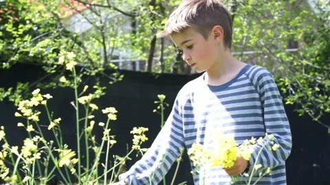 8 year old Caucasian boy picking yellow wildflowers from a garden in spring Stock Footage 273786254