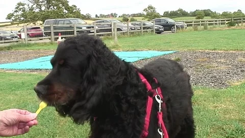 8 years old Gordon Setter dog enjoying an ice cream treat 库存影片 248689837
