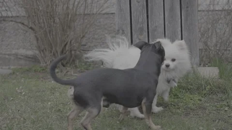 818 dogs slog3 Stock Footage 306534479