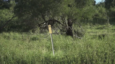 8.20.25: Telstra Cable Marker in Australian Bush Field Stock Footage 314280459