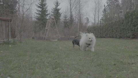 821 dogs slog3 Stock Footage 306534470