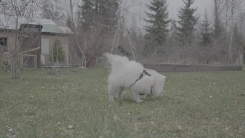 823 dogs slog3 Stock Footage 306534512