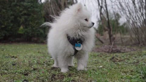 830 dogs color Stock Footage 306534664