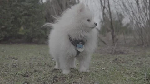 830 dogs slog3 Stock Footage 306534544