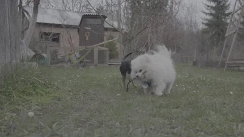 831 dogs slog3 Stock Footage 306534494