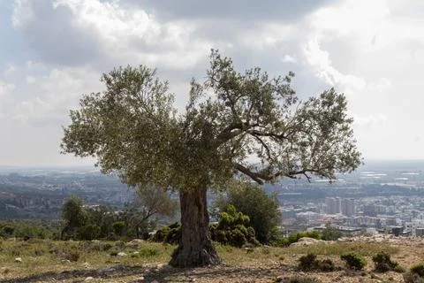 83260423 Stock Photos