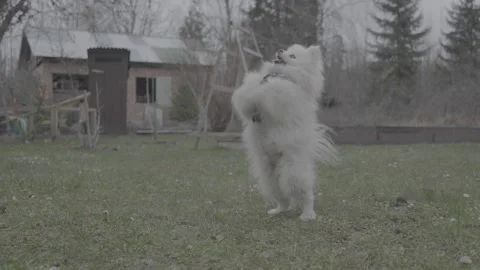 835 dogs slog3 Stock Footage 306534568