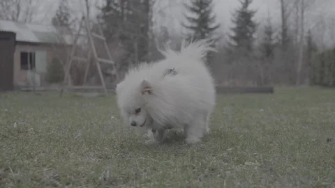 837 dogs slog3 Stock Footage 306534595
