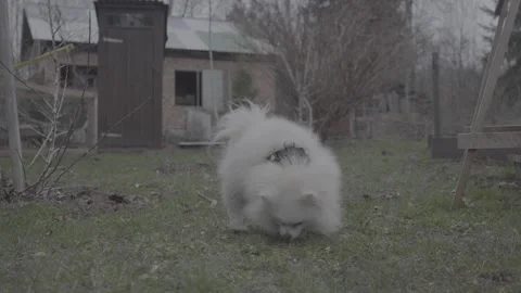 847 dogs slog3 Stock Footage 306534690