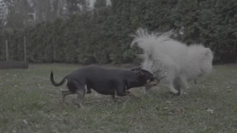 850 dogs slog3 Stock Footage 306534777
