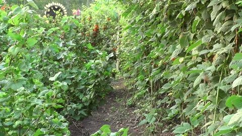 856 動画素材 166271790