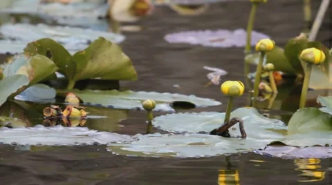 85.avi Vídeos de archivo 941979