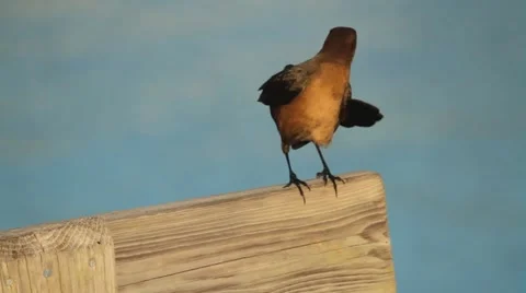 85.avi Vídeos de archivo 942052