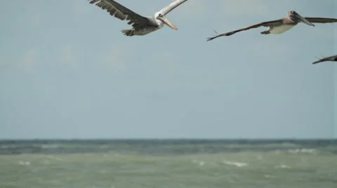 85.avi Vídeos de archivo 942412