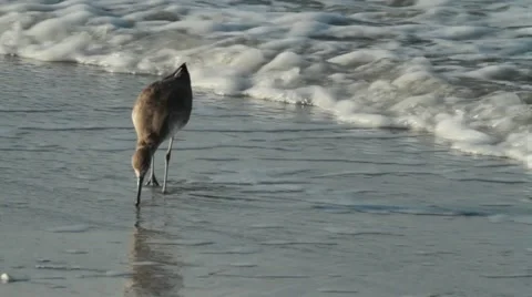 85.avi Vídeos de archivo 942453