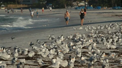 85.avi Vídeos de archivo 942498