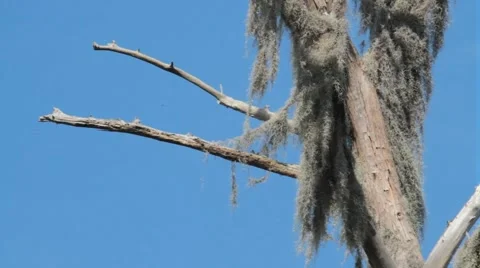 85.avi 動画素材 942527