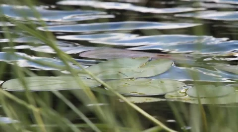 85.avi 動画素材 942532